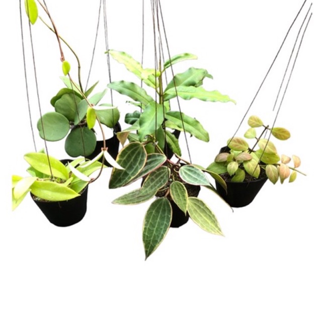 Combo 5 loại lan cẩm cù