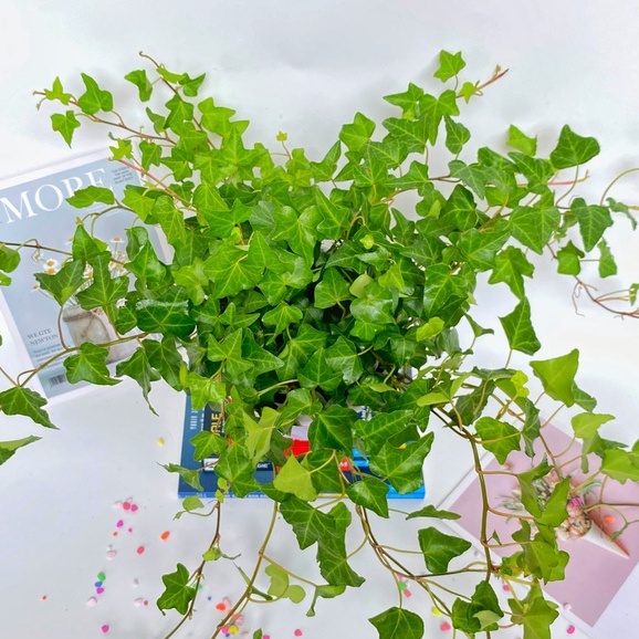 Cây thường xuân  trồng chậu treo, cây cực nhiều nhánh lá xanh tươi quanh năm và dễ chăm sóc