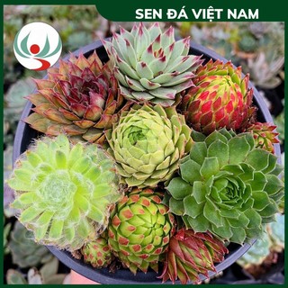 Sen đá phật bà các loại size 4-6cm nhập khẩu trung quốc, phật bà nhện, phật bà viền đỏ, phật bà viền tía