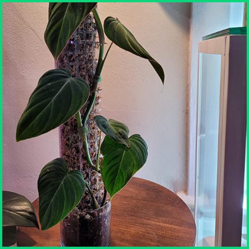 Gậy Hỗ Trợ Trồng Cây Trong Nhà 24 Inches Monstera Moss Leo Trèo Monstera jiwvn Jwvn