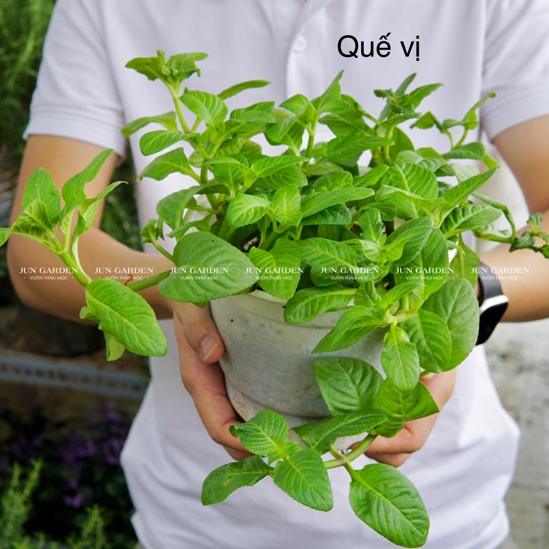 Chậu Cây Rau Quế Vị JUN GARDEN