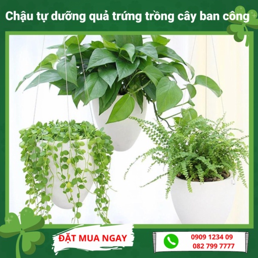 Chậu tự dưỡng quả trứng trồng cây ban công (Green City)