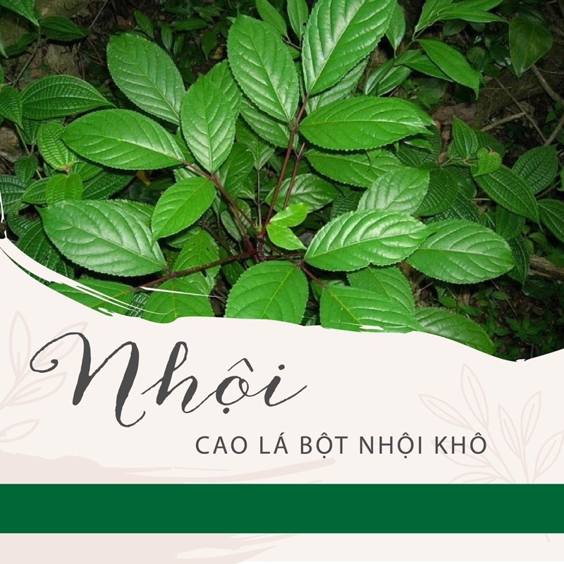 Bột Nhội khô