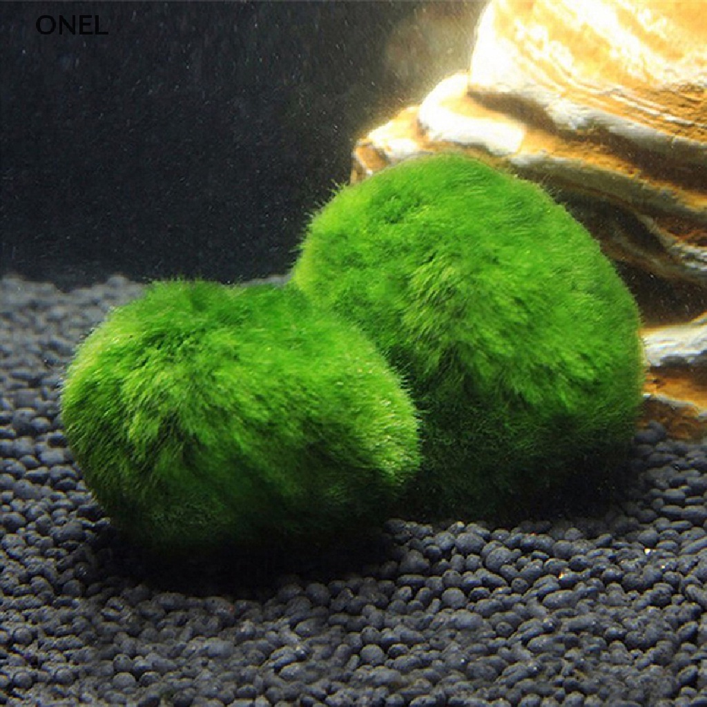 On Quả Cầu Marimo 2-3cm Cá Tôm Tảo Trang Trí my
