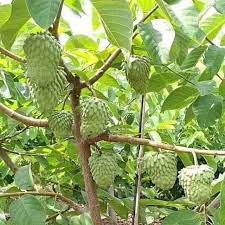 Cây na thái ( mãng cầu na thái)