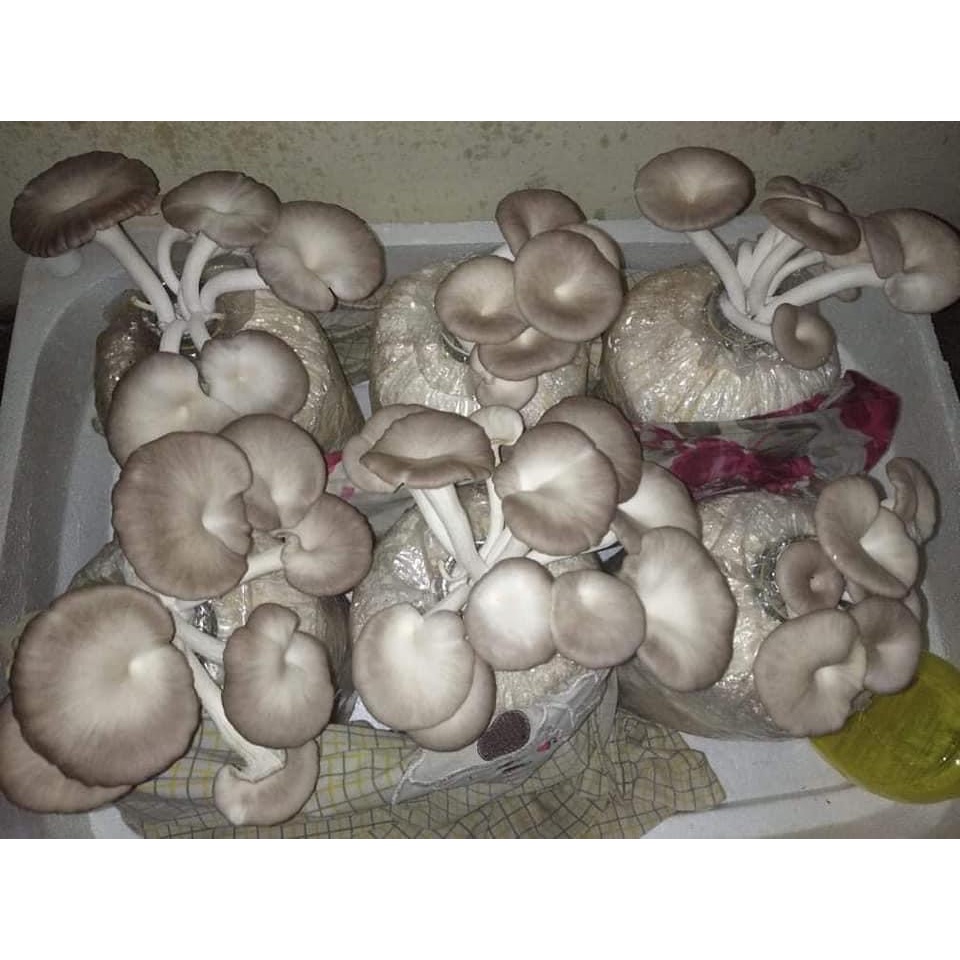 Phôi nấm Bào ngư