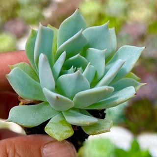 Sen đá Ngọc Trinh size mini 2-2,5cm, siêu xinh siêu cute, lỗi 1 đổi 1