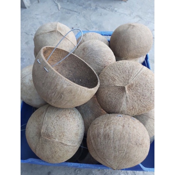 Gáo dừa thô làm sạch xơ, có đồ móc dùng để trồng cây tiểu cảnh, làm đồ đựng thức ăn cho vật nuôi
