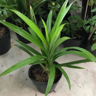 Cây lá dứa / cây lá nếp