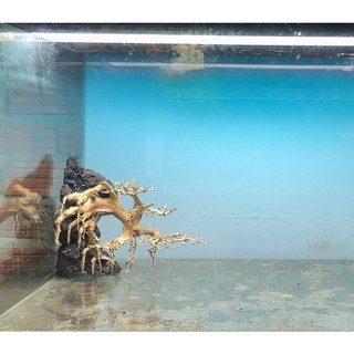 Lũa bonsai - lũa thuỷ sinh - bonsai mini linh sam đổ vách ghép tán xương