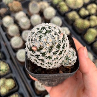 Xương rồng mami duwei hàng hạt / xương rồng nhật tân