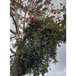 Cây giống Gạo Tía (thường gọi là cây gạo trắng)