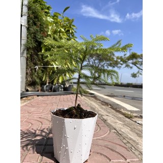 Cây Tùng Bách Tán để trưng bàn