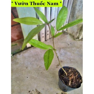cây lụa miền tây cây đọt lụa làm giống