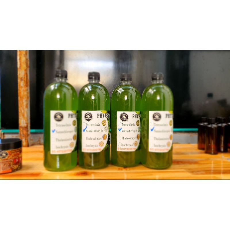 Phytoplankton- thực vật phù du - vi tảo