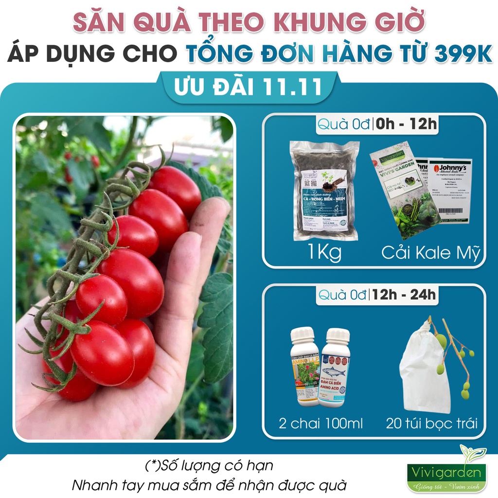 Lẻ HẠT GIỐNG CÀ CHUA TRÁI CÂY NGỌT SUGAR CHERRY NHẬP MỸ chịu nhiệt rất tốt, rất sai quả và ngọt