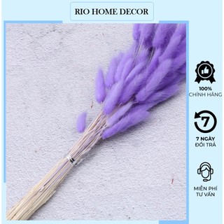 Bông hoa đuôi thỏ ướp khô, cỏ đuôi thỏ decor trang trí