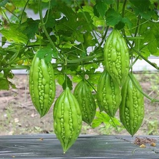 Hạt giống khổ qua F1 (10 hạt)