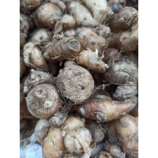 30 cây, củ địa liền giống