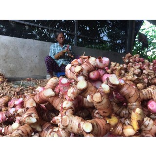 Củ dong riềng đỏ tươi 1kg tươi, ngon