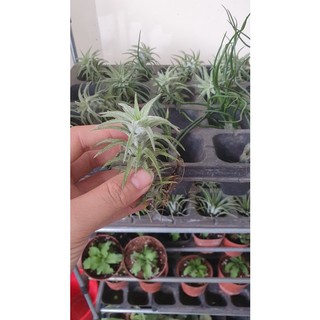 Cây không khí , nhân sâm, io. size 2-3cm trang trí tiểu cảnh, terrarium