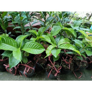 Cây giống mận điều đỏ ( cao 20 - 40cm )
