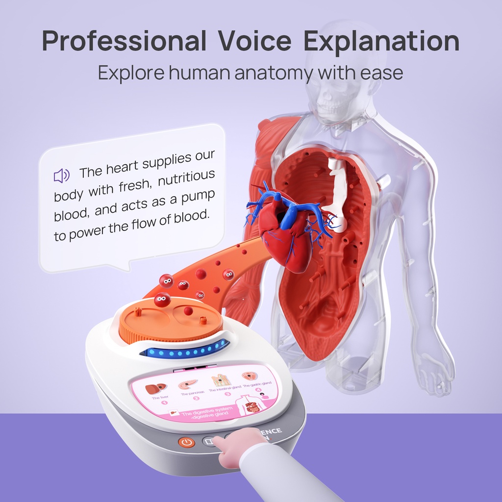 Topbright bộ đồ chơi Stem Steam khoa học tìm hiểu về cơ thể người humanbody voice pedia - có âm thanh tiếngTrung