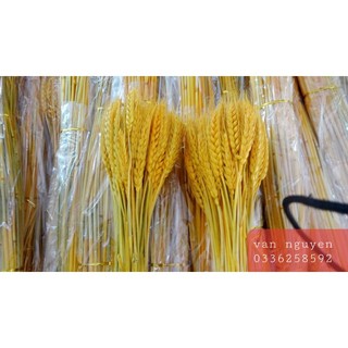 Lúa mạch vàng 100 bông