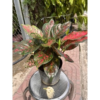 Cây Vạn Lộc