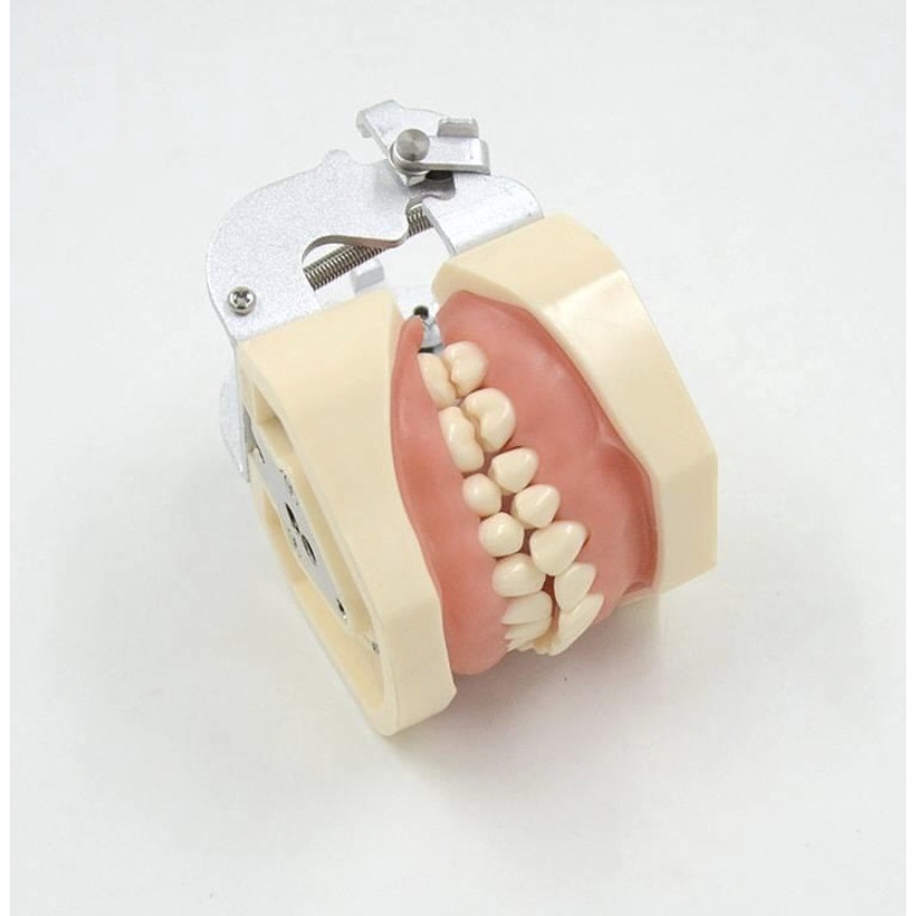 Mẫu Hàm Thực Hành Mài Cùi Nha Khoa, Mô Phỏng Răng Nha Khoa, Lợi Bằng Silicon, Có Thể Thay Thế Răng