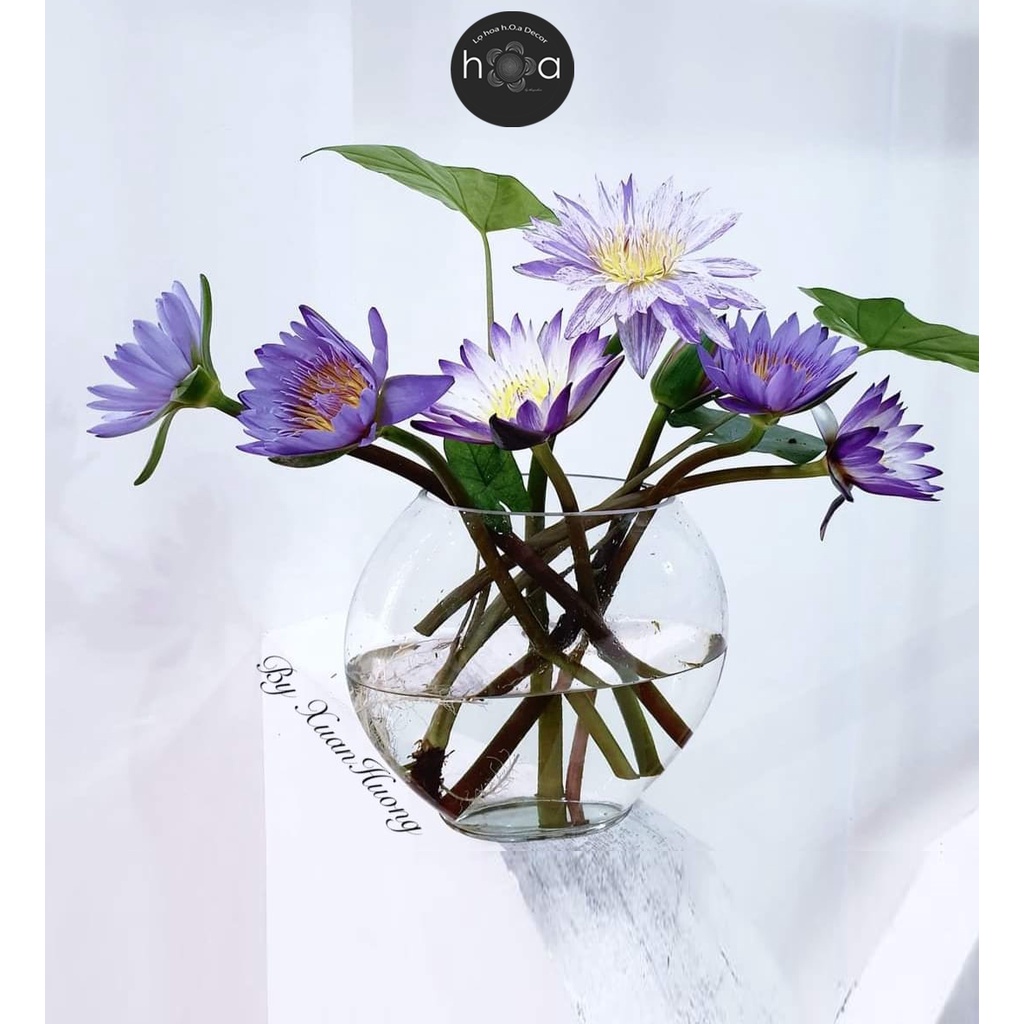 Lọ hoa Thủy tinh trong veo hình oval (có ảnh thật).Lọ hoa h.O.a Decor