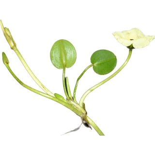 Hydrocleys Nymphoides - Cây Thuỷ Quỳnh - Cây Thuỷ Sinh