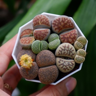 Sen Đá Thạch Lan Lithops mập địt siêu đáng yêu cây to khoẻ số lượng có hạn ạ chậu đường kính 8cm