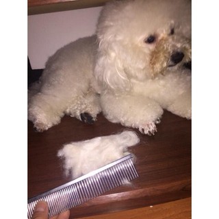Lược chải lông Inox cho thú cưng🐶