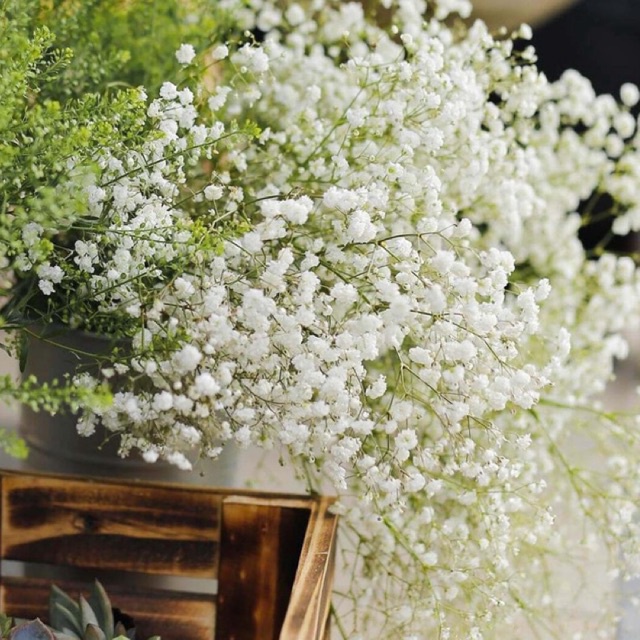 Hoa baby các màu| Ship hoả tốc| Hoa tươi Gifarm