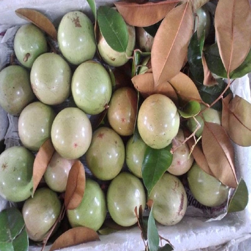 Cây vú sữa lò rèn - cây ăn quả