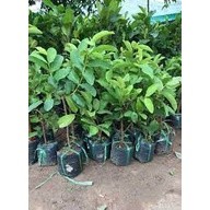 Cây Giống Ổi không hạt Phugi ( giống chuẩn)