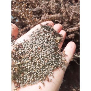 Ngà hooc ( vừng thơm) Cao Bằng