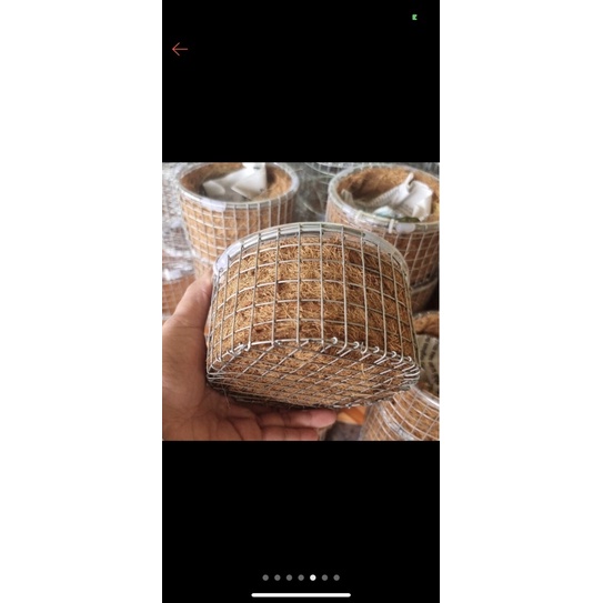 Tổ chim sinh sản cho chào mào