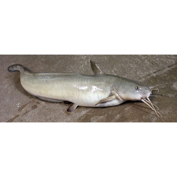 Hương liệu câu cá tổng hợp Yuhoo Thái Lan, 58ml – tinh mùi câu cá tổng hợp, câu các loại cá da trơn - FIMAX
