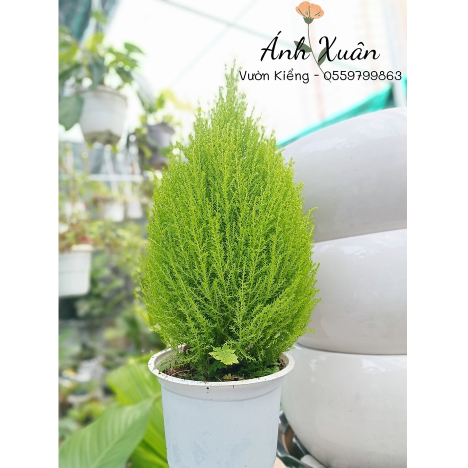 Chậu cây cảnh Tùng Thơm