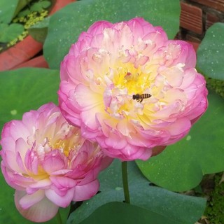 củ giống sen ánh dương