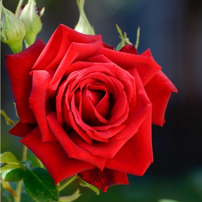 Hoa hồng leo Republic de Montmartre rose - cây khỏe, màu đỏ, hoa thơm