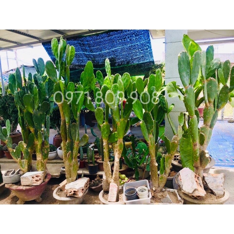 Xương rồng tai thỏ