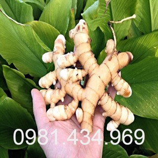 Nghệ trắng tươi 01kg chuẩn rừng chuẩn