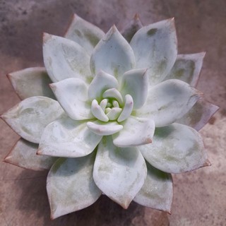 Sen đá cá mập, Echeveria Sang-a, 9-11 cm