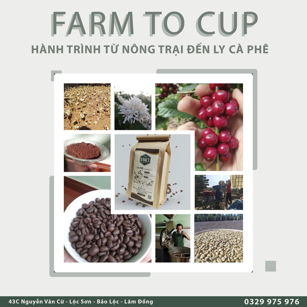 Cà phê nguyên chất 1987 - Robusta.