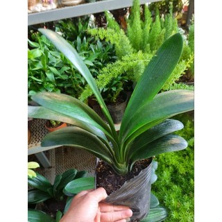 Cây lan quân tử (Clivia nobilis)