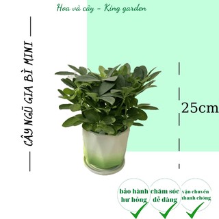 Cây ngũ gia bì kèm chậu sứ tráng men, Cao 25cm, thích hợp để bàn