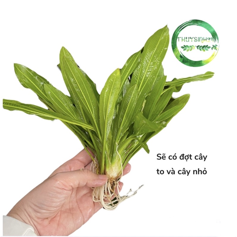 Cây thuỷ sinh lưỡi mèo - dễ trồng không cần co2 và nền